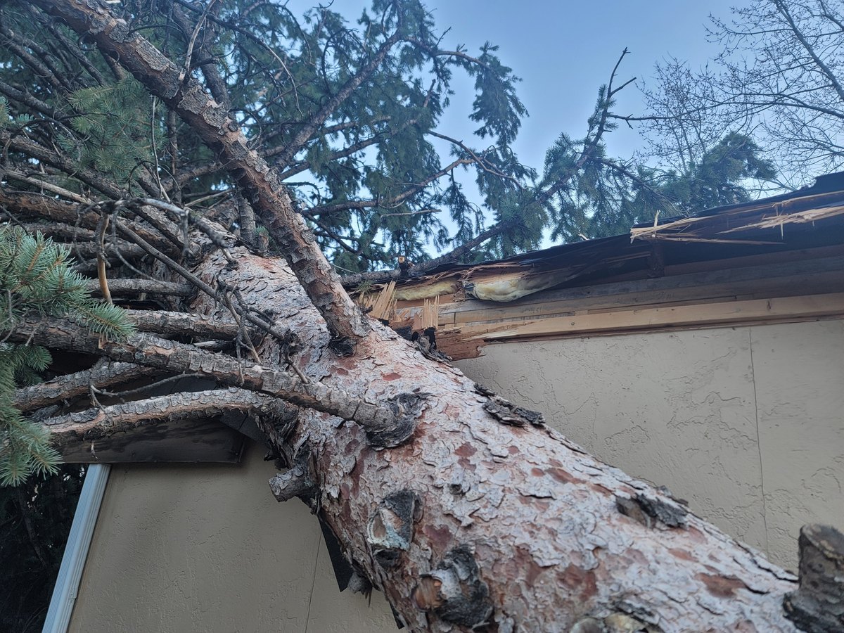 Large pine tree fallen across a damaged roof and gutter line